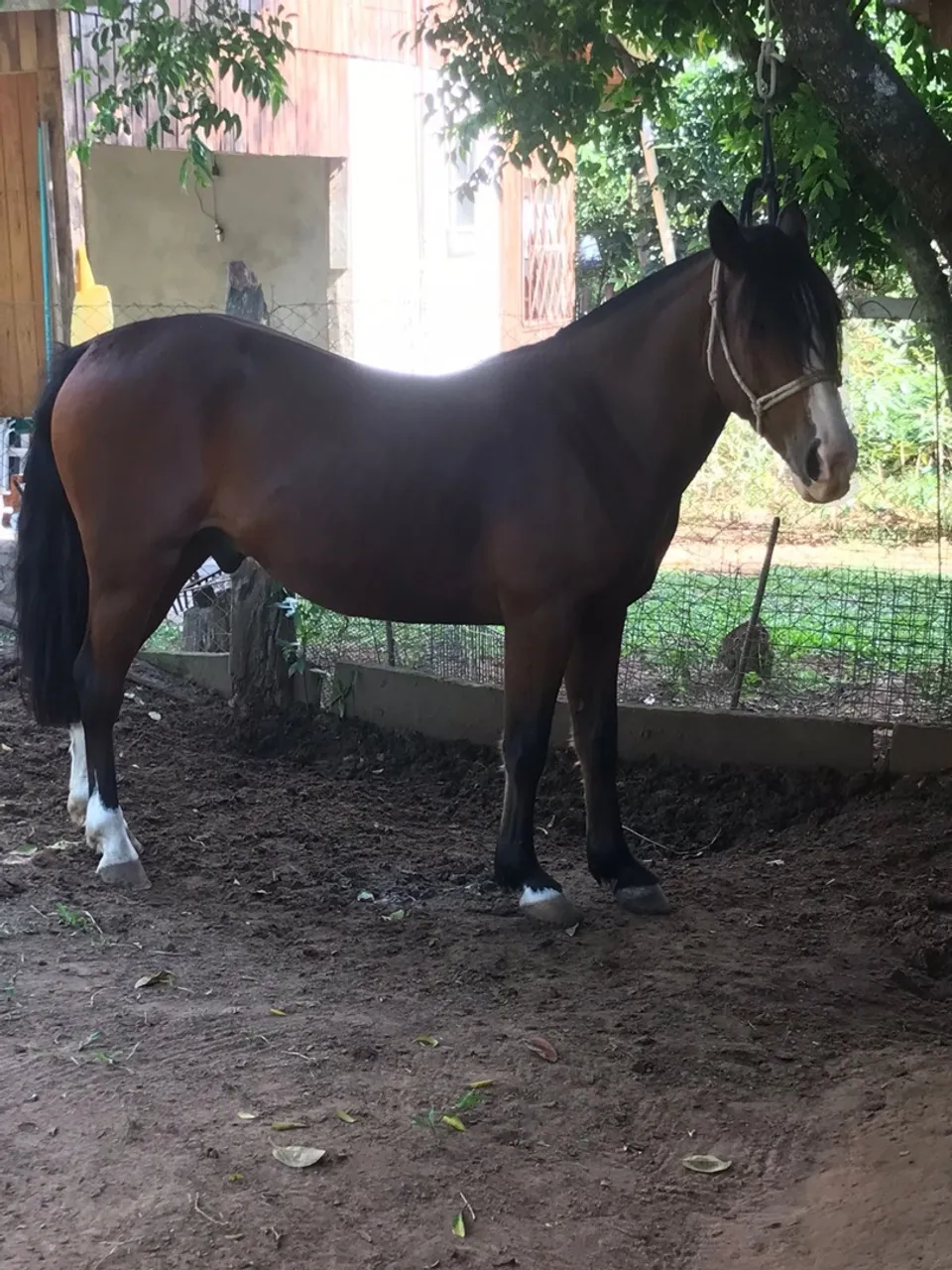 Cavalo para venda