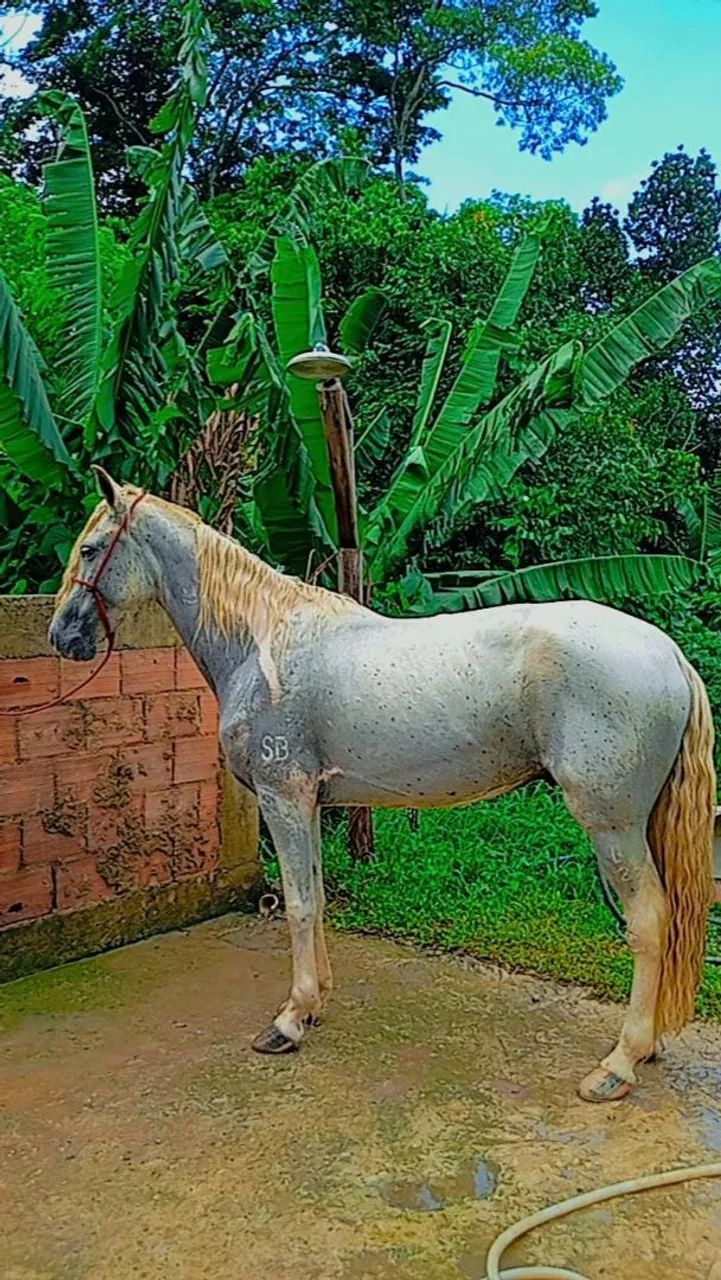 Vendo cavalo mangalarga. - Foto 4