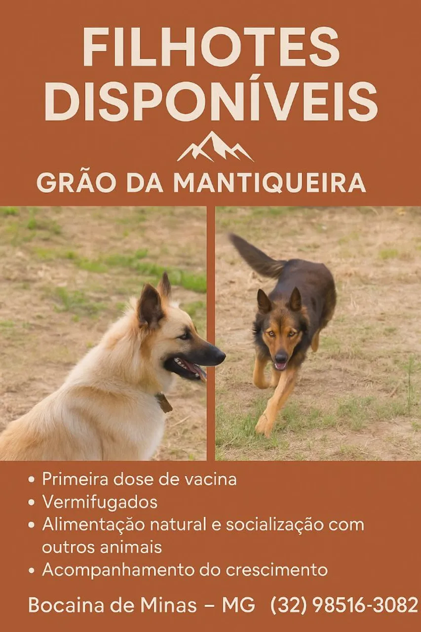Filhotes Disponíveis Pastor da mantiqueira