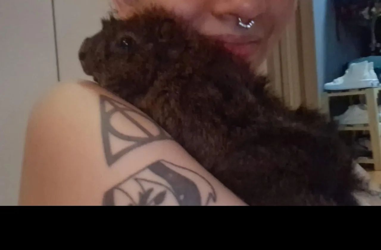 Porquinhos da índia + cercado e acessórios - Foto 3