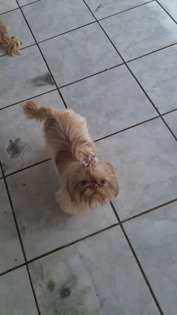 BELÍSSIMA FÊMEA SHIH TZU (LIMEIRA/SP) - Foto 2