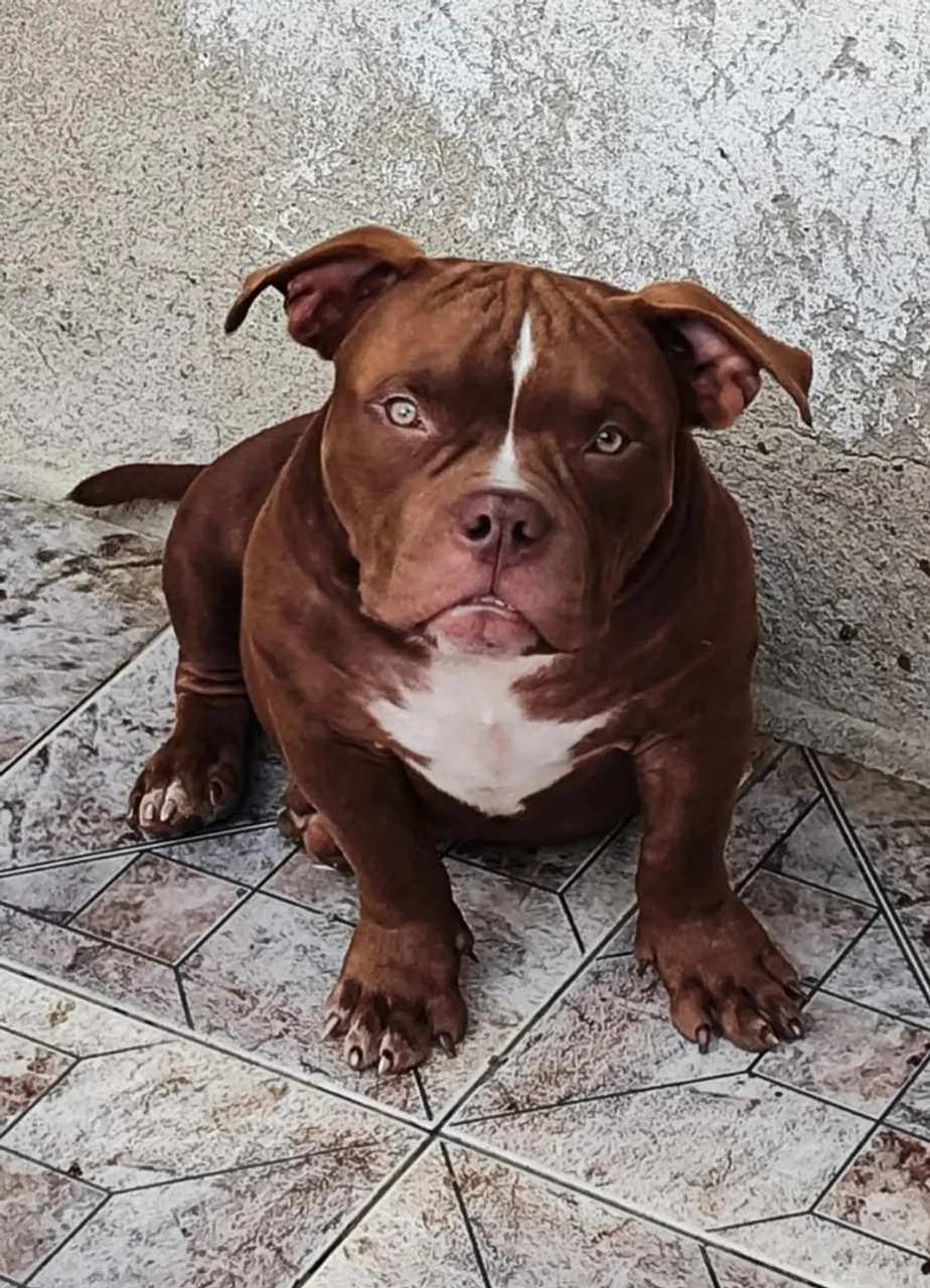 American Bully Macho Marrom, micro