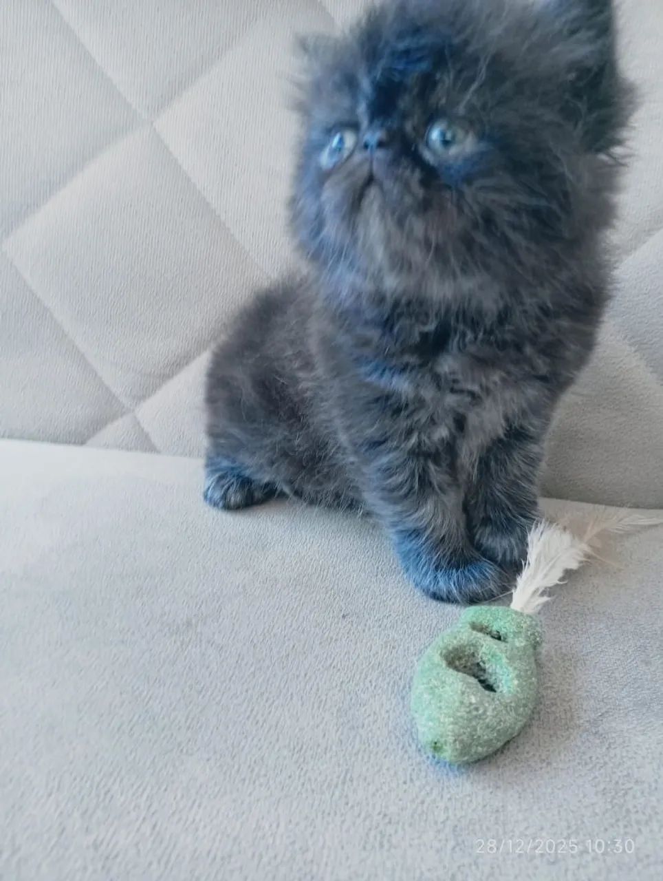 Filhotes de persa padrão show  - Foto 5