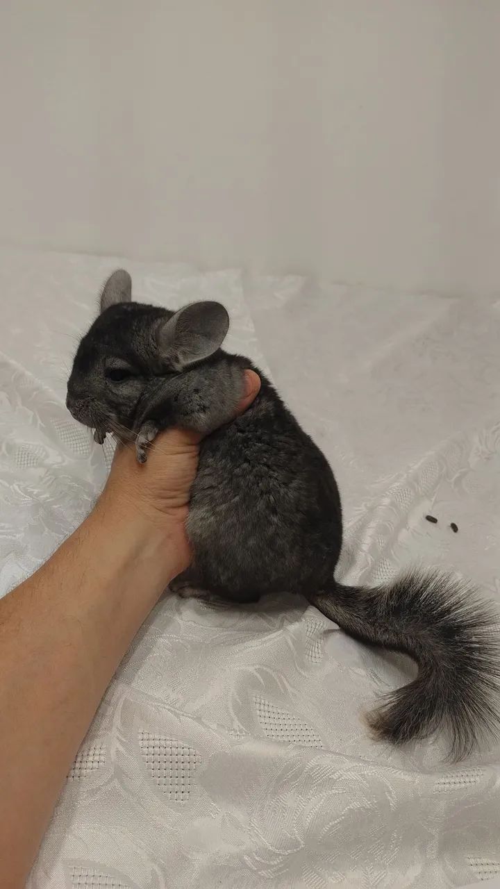 Chinchilas animais pets 