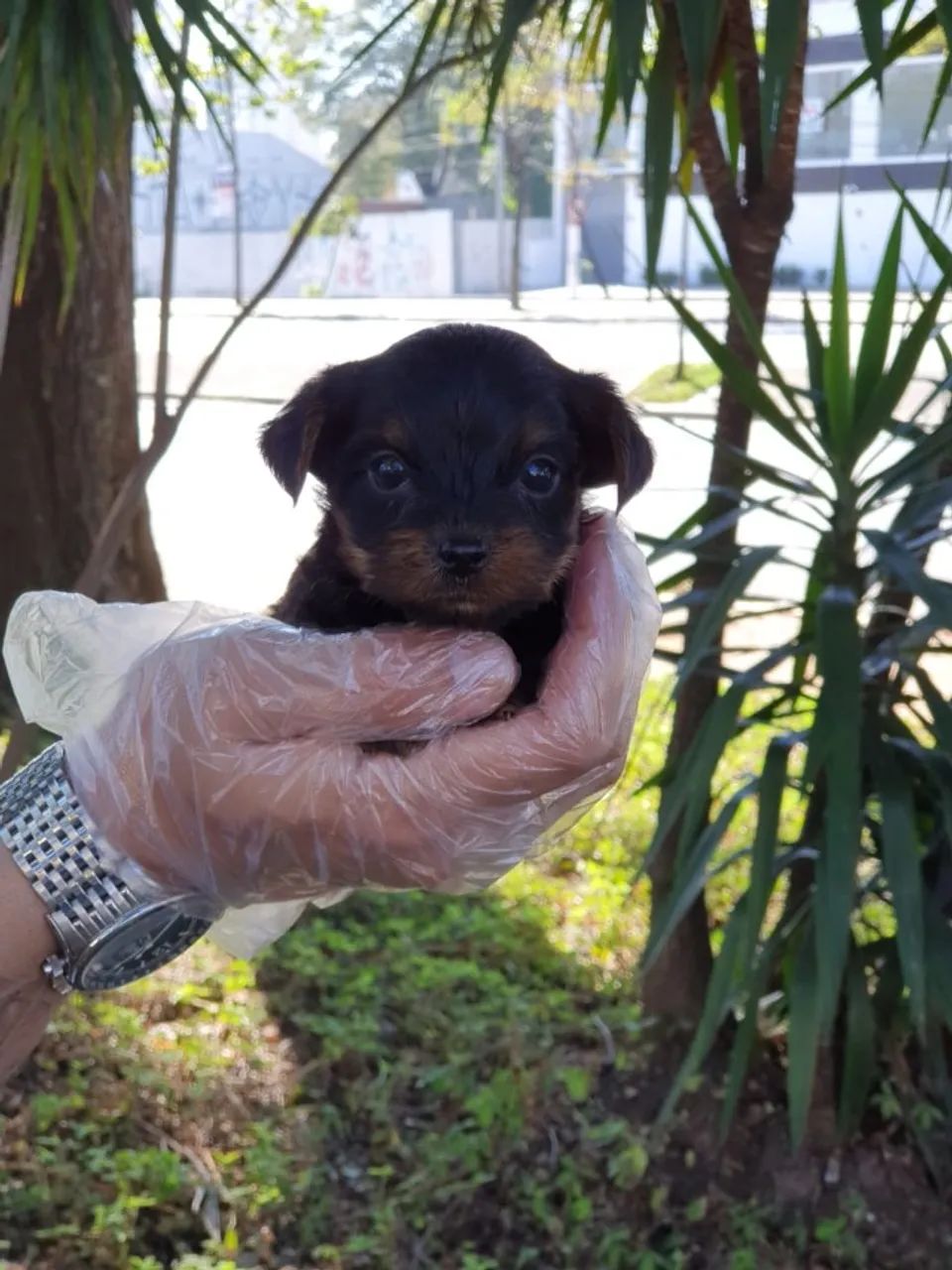 Yorkshire terrier, com uma assistência imbatível e melhores garantias   - Foto 2