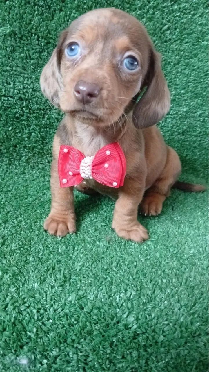 Dachshund Machos - á vendas vacinados 