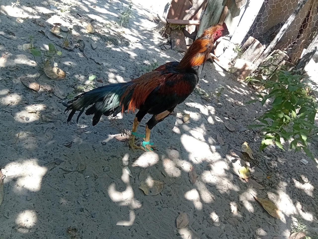 Galo de raça