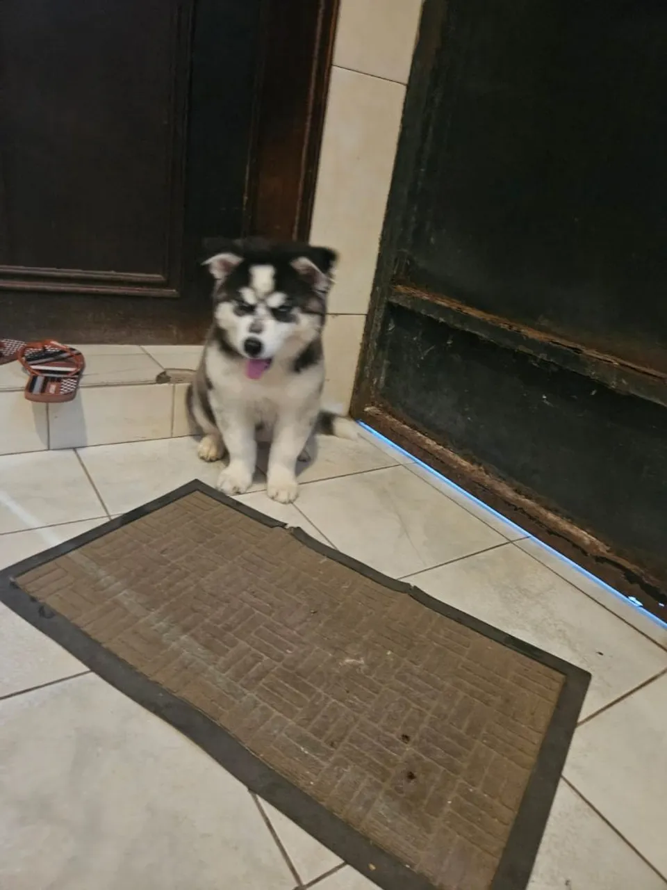 Lindo Filhote de Husky Siberiano  Wooly - um verdedeiro pet de pelúcia e beleza 