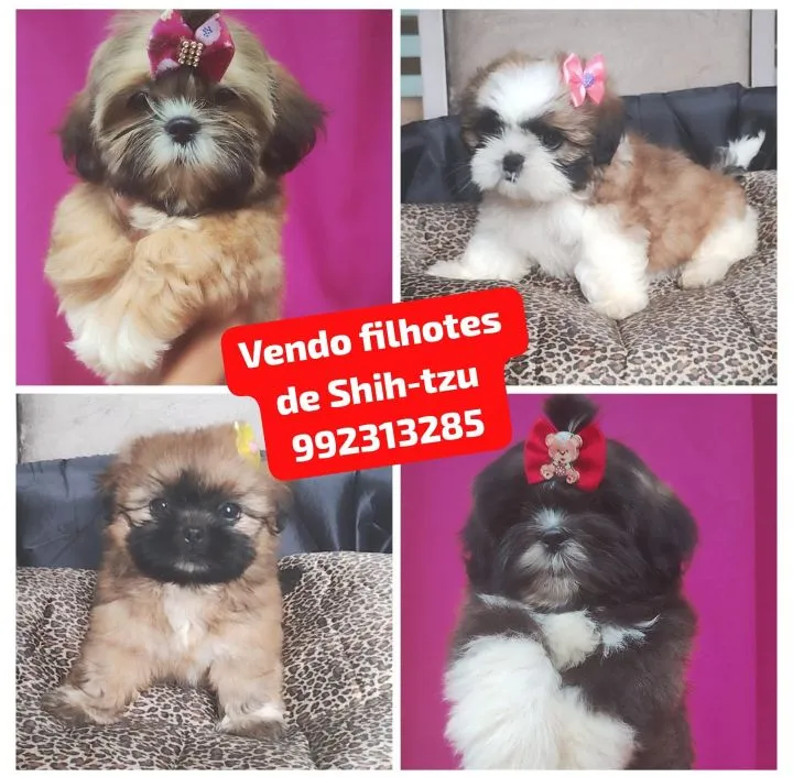 Vendo filhotes de Shih-tzu fêmea ve