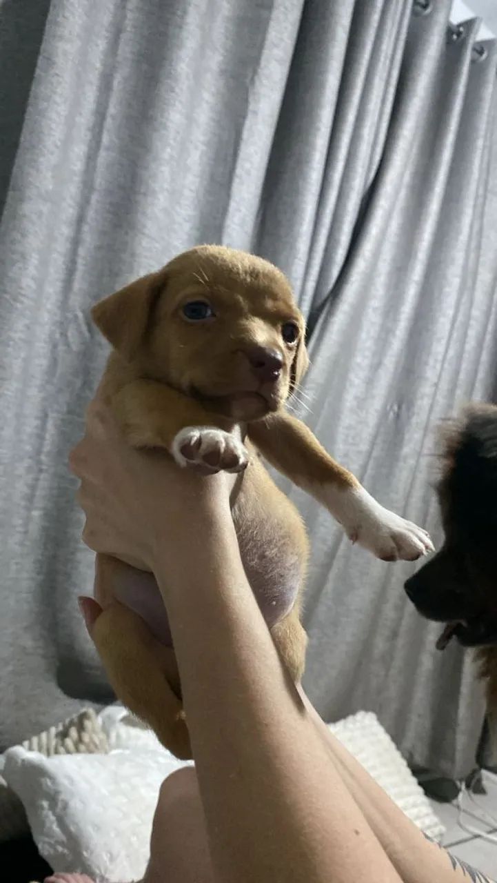 Cachorrinha caramela filhote para doação - Foto 3