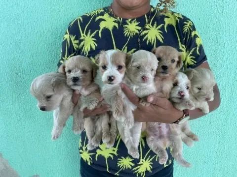 Maltipoo fofos caminha premium brinde zap (85)99990.2592