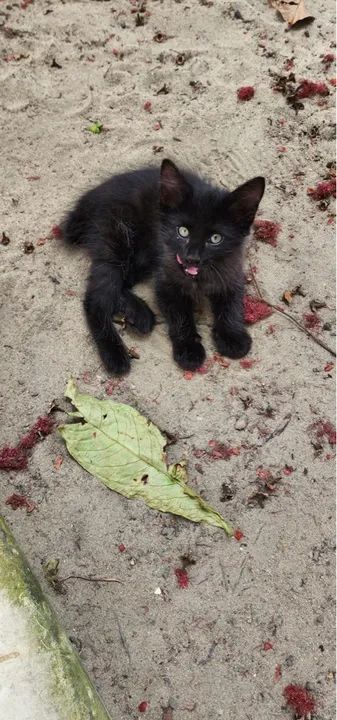 ADOÇÃO de gatos .  - Foto 2