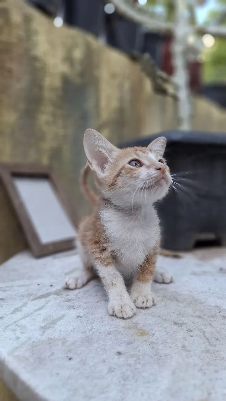 Gato para doação 64298692531843120