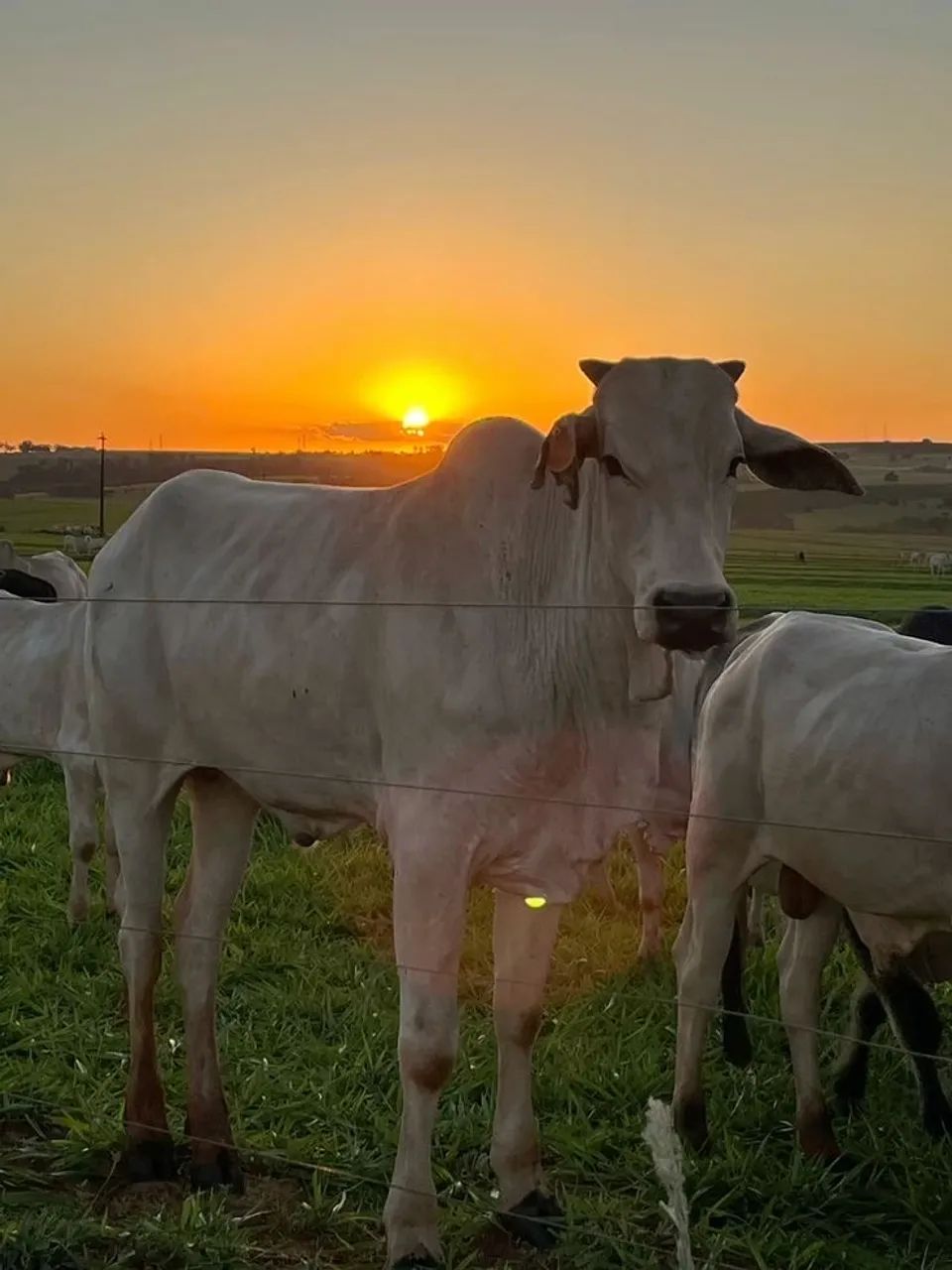 Gado Nelore  - Foto 2