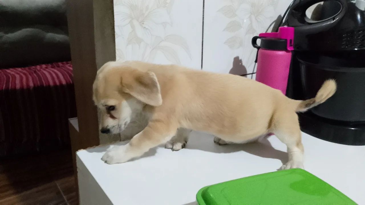 Filhote de cachorro disponível para adoção - Foto 3