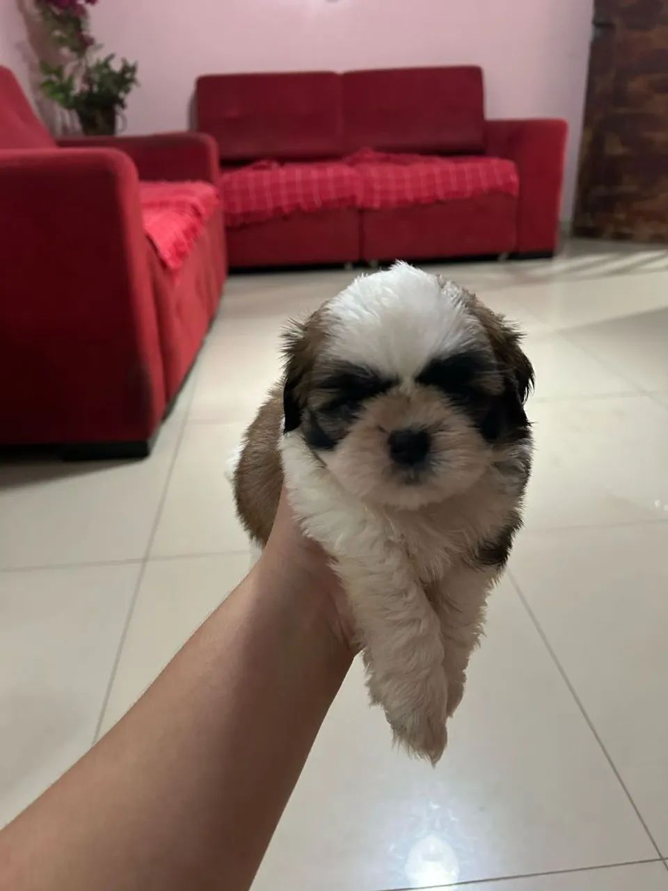 Filhote Shih Tzu
