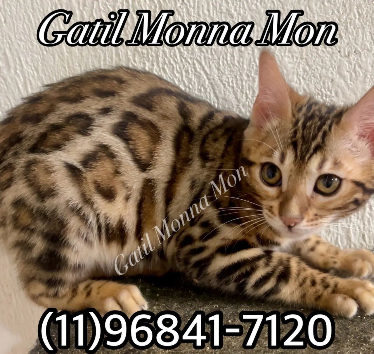 Bengal a pronta entrega, fotos reais e atuais  - Foto 4