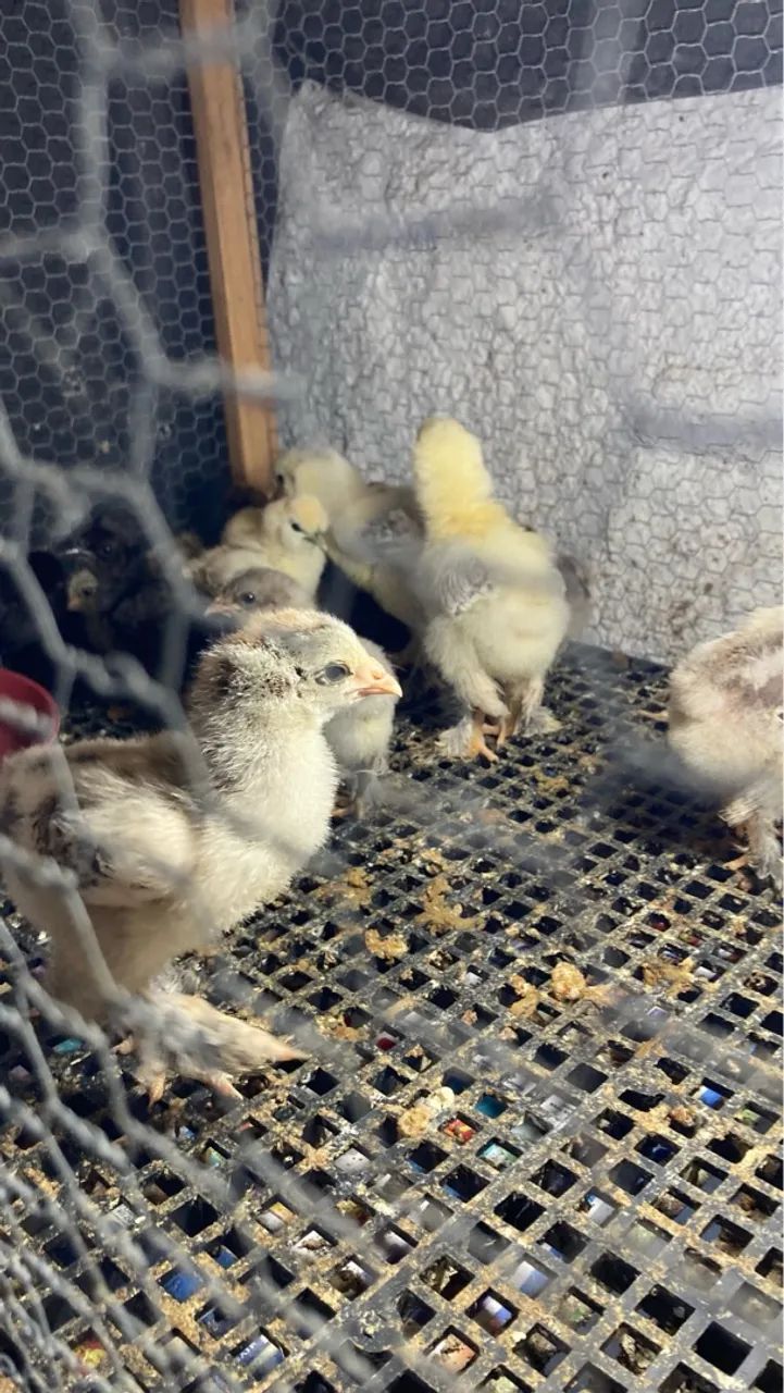 Pintos de galinha - Foto 2