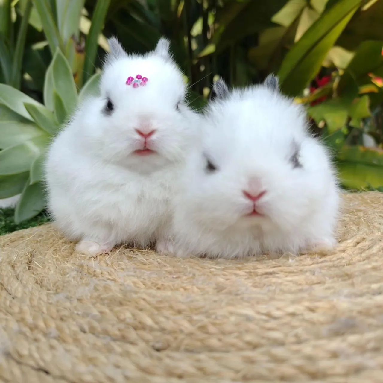 Netherland dwarf  Coelho anão  - Foto 4