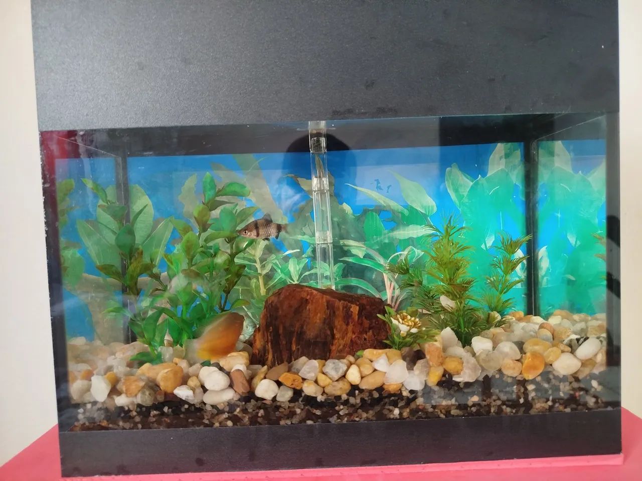 Aquário de 7litros sem decoração só com filtro  - Foto 2