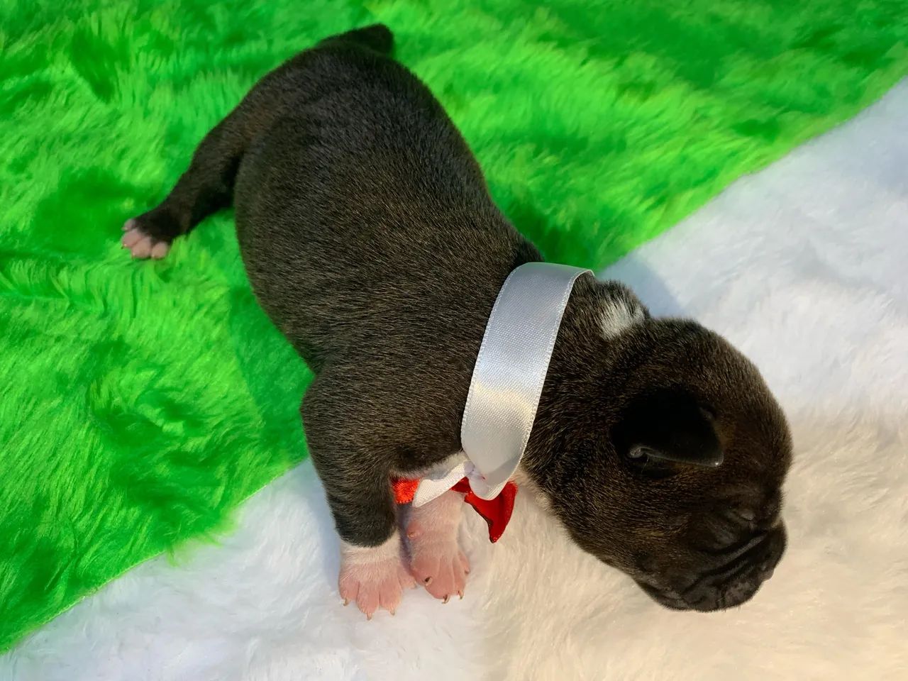 American Bully FILHOTE (PEDIGREE, MICROCHIP, VACINADO E VERMÍFUGADO) parcela em até 12x.