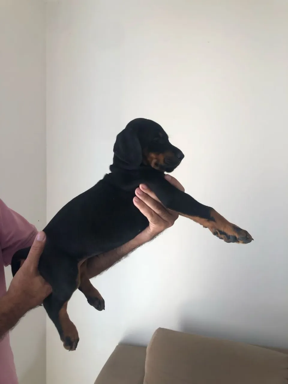 Dorberman Macho