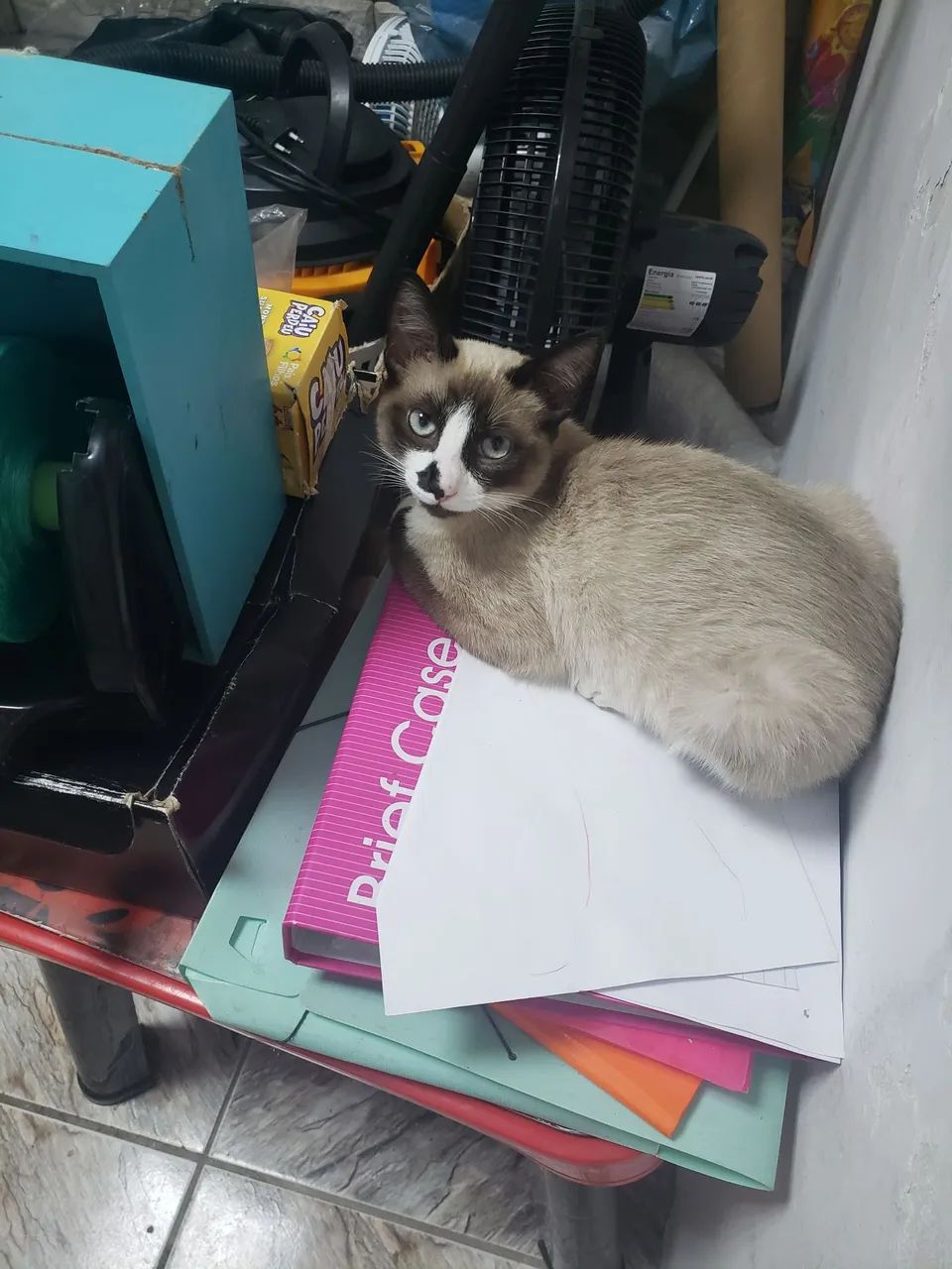 GATA PERDIDA - VILA REGENTE FEIJÓ / TATUAPÉ - SP - Foto 4