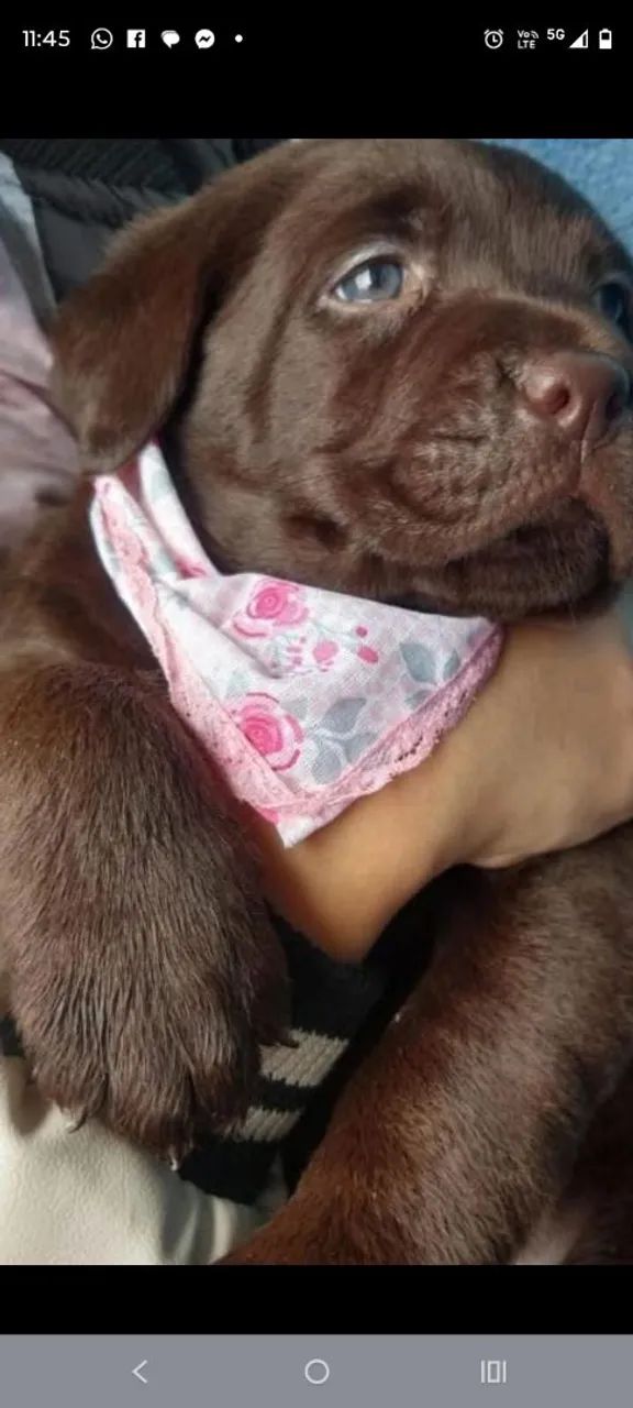 Filhotes de labrador todas as cores  INGLÊS E AMERICANO 