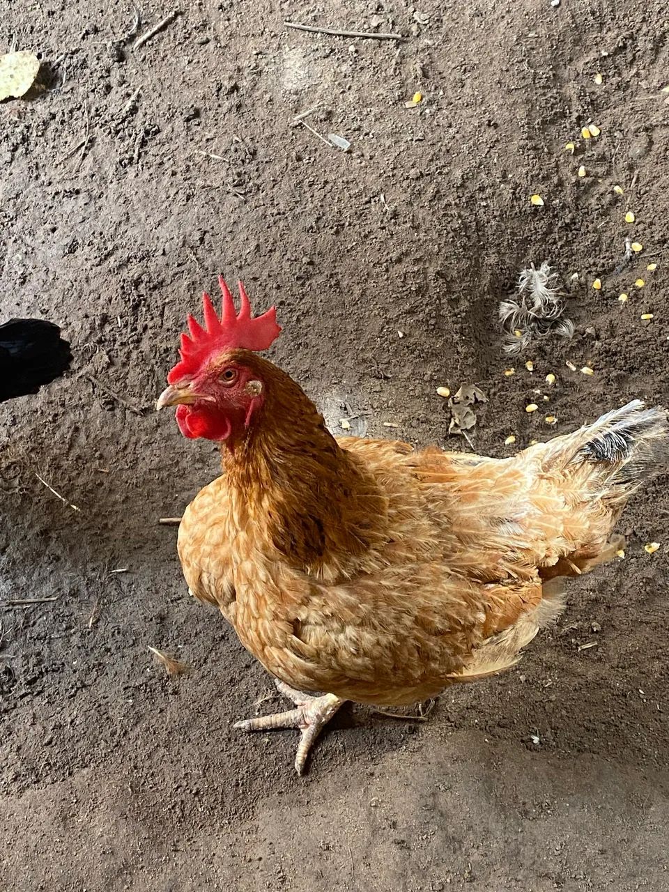 Vendo Galinhas poedeiras  - Foto 2