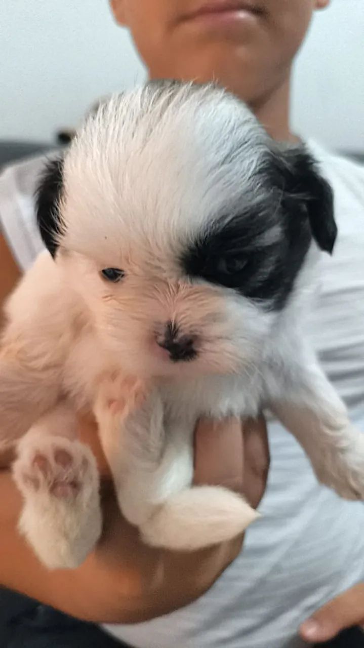 Shih tzu