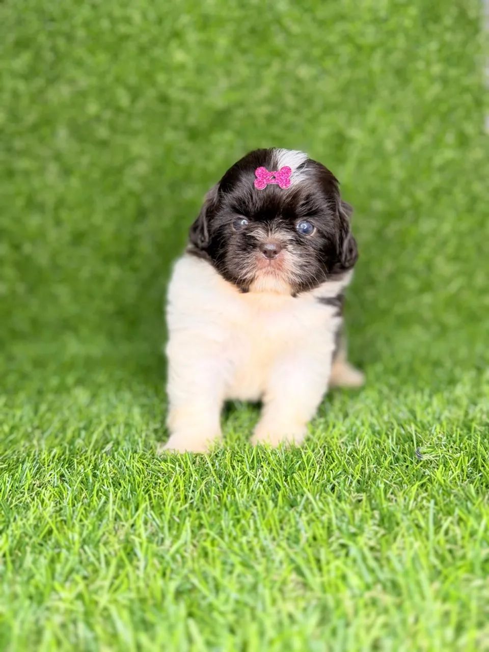 Shih tzu mini - Foto 4