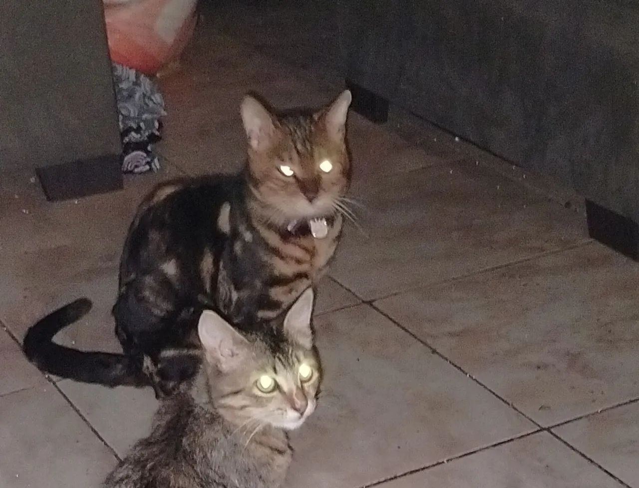 Gato bengal.. - Foto 2