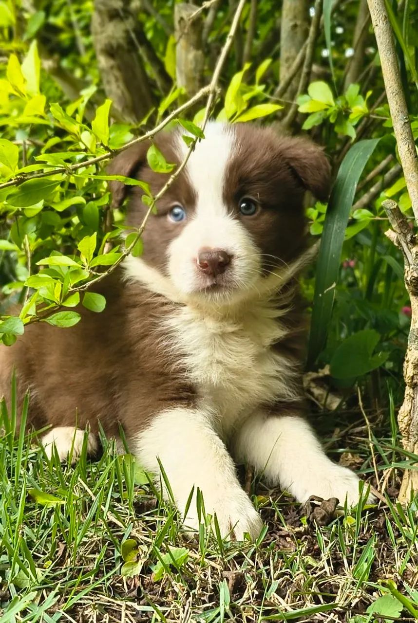 Border collie  - Foto 4