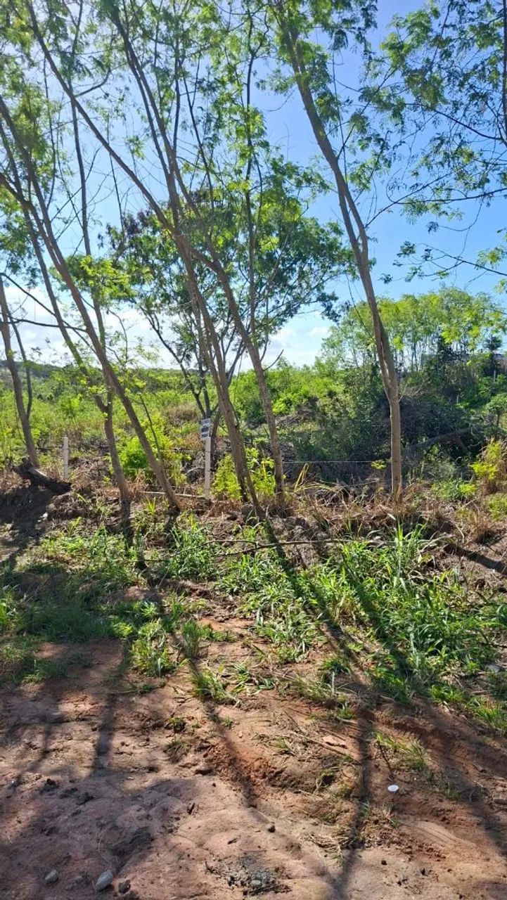 TERRENO PONTA DA FRUTA  - Foto 3