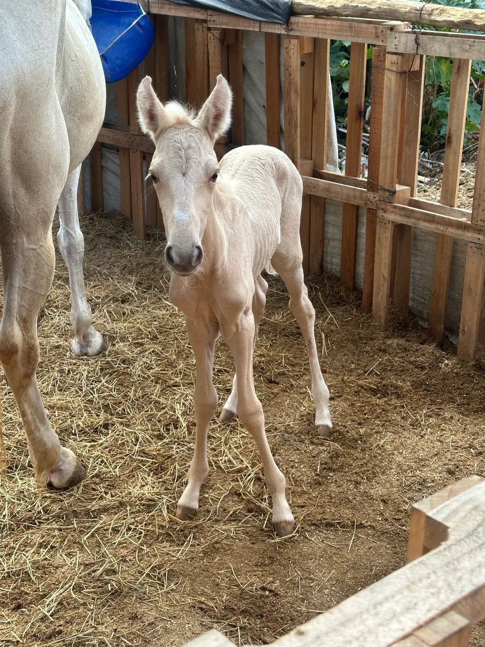 Égua com potra nos pés - Foto 2