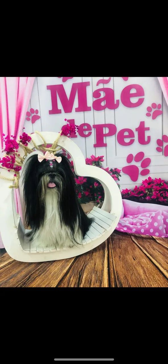 Shih tzu  - Foto 3