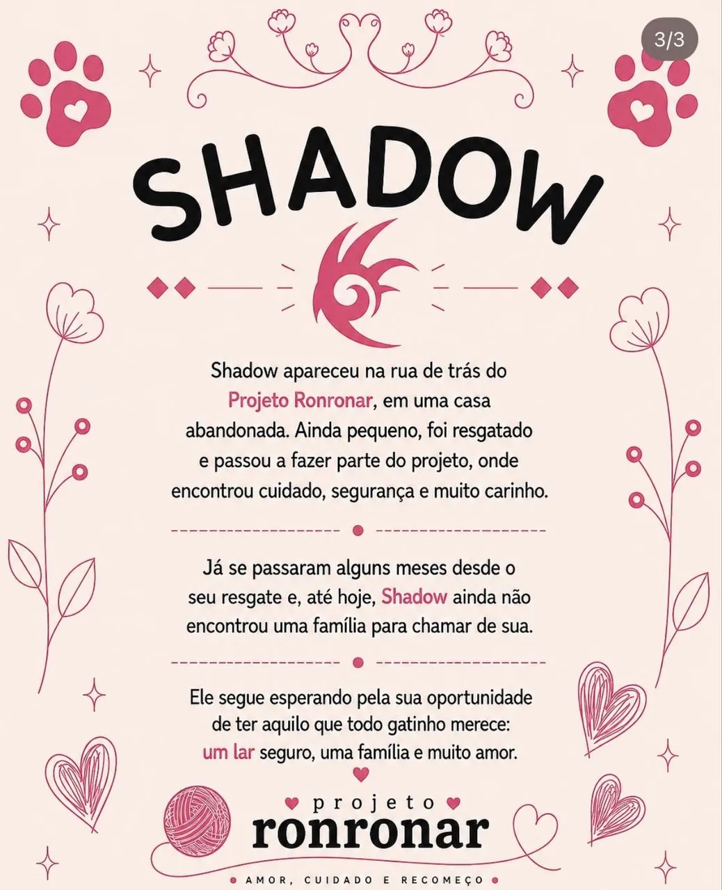 Gato para adoção  - Foto 3