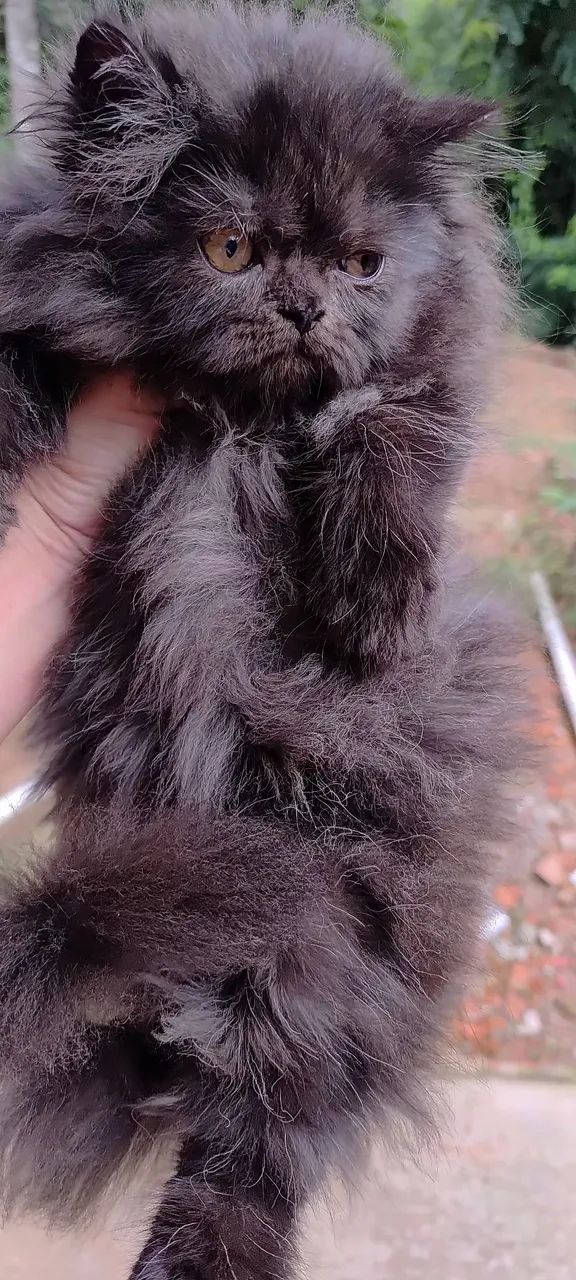 Persa a pronta entrega com 3 mês  - Foto 4