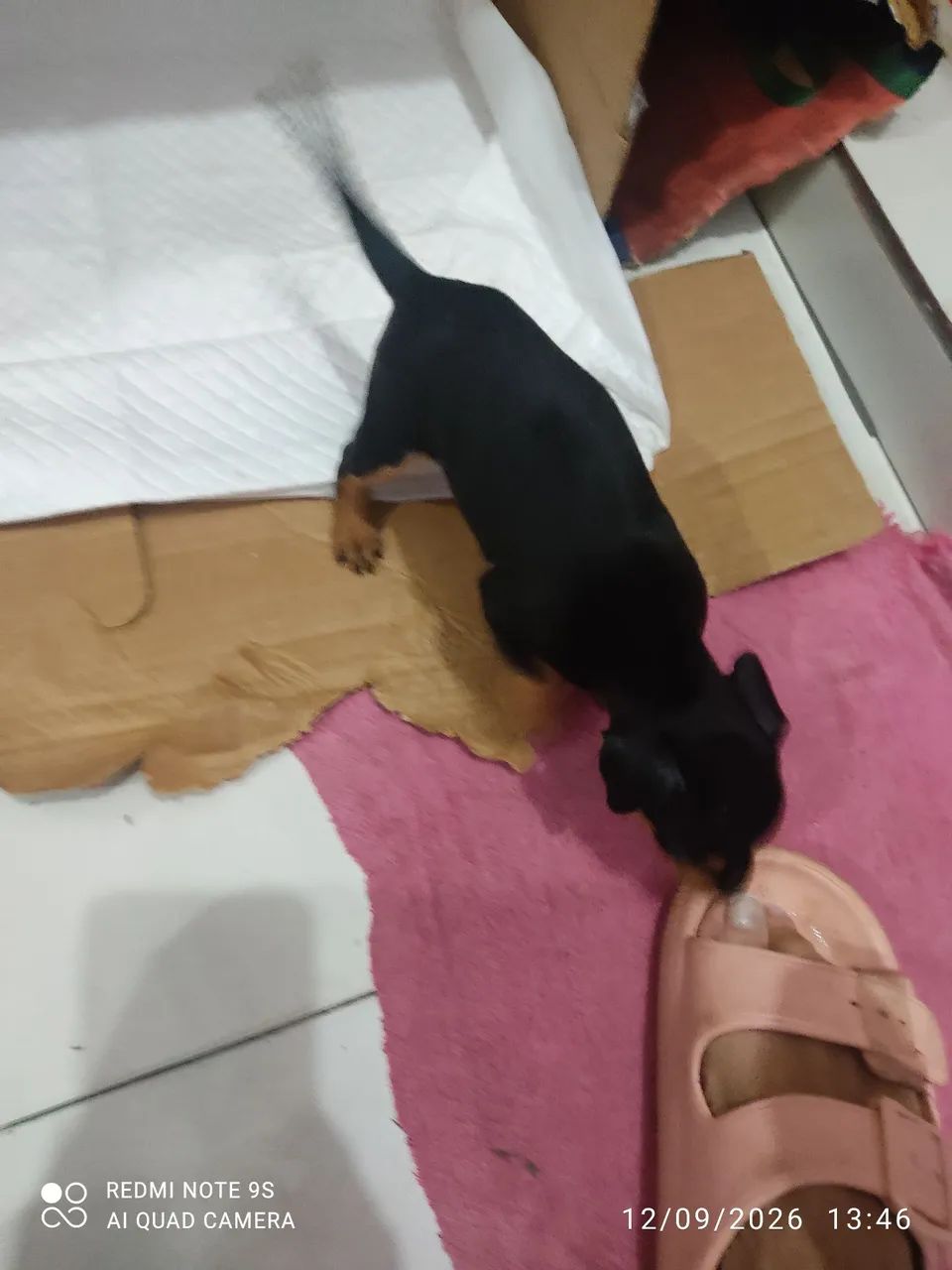 Pincher 0 - Foto 2