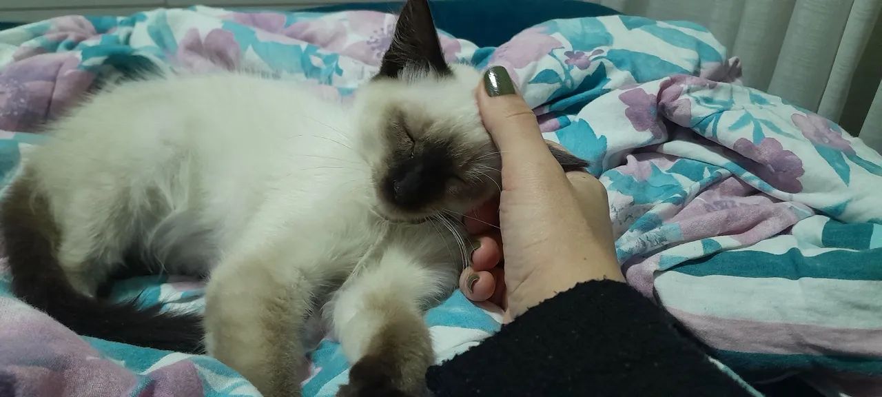Doação Gato filhote siamês  - Foto 4