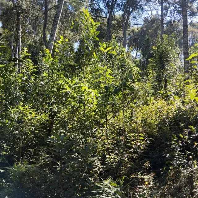 TERRENO RURAL - Foto 2