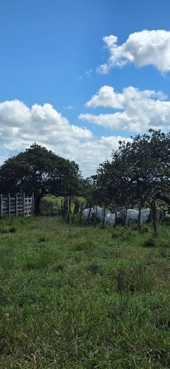 Pasto feito - Povoado Campanha, São Domingos.  - Foto 2