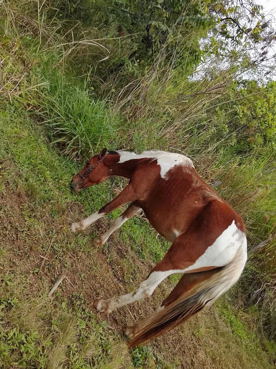 Égua dócil. - Foto 2