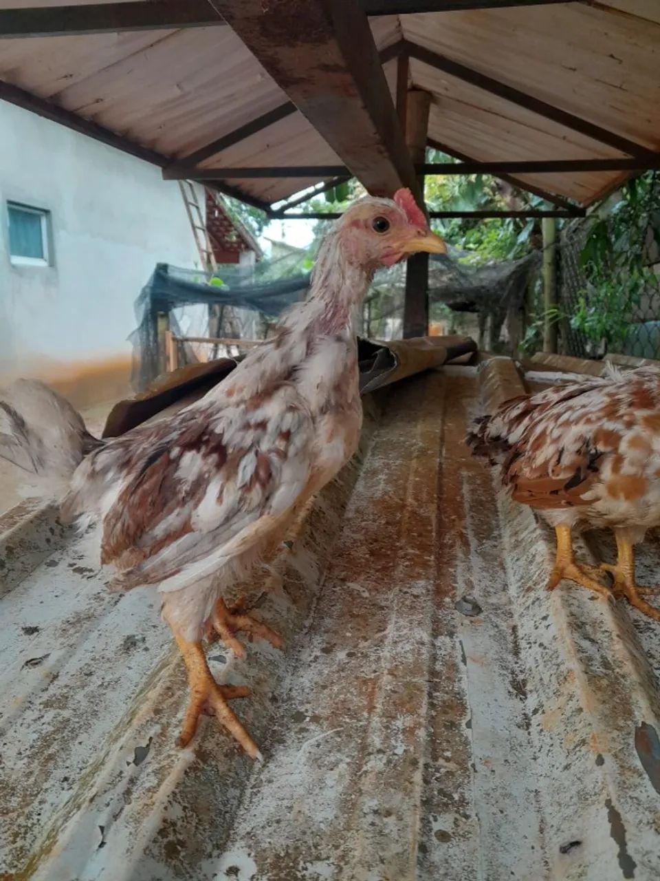 Casal de Mini galizes - Foto 4