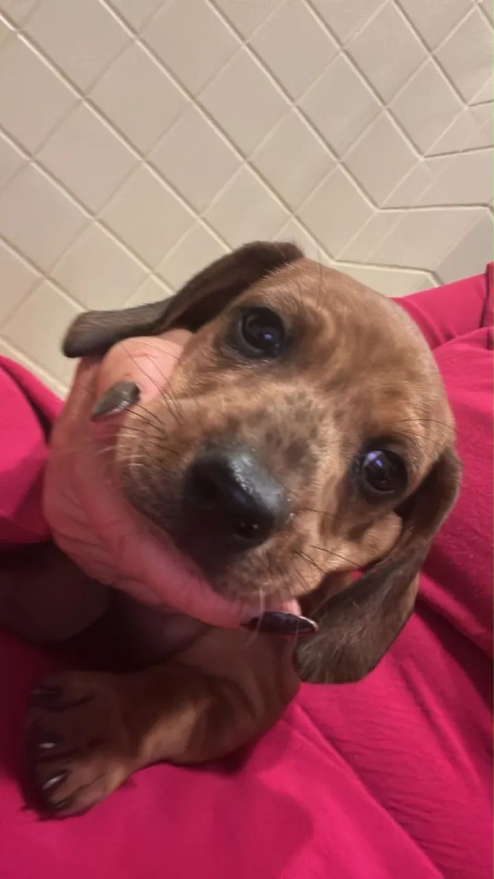 Dachshund - Foto 5