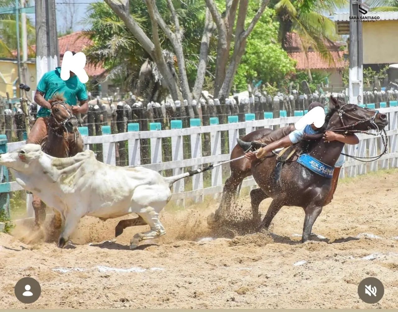 cavalo de direita 