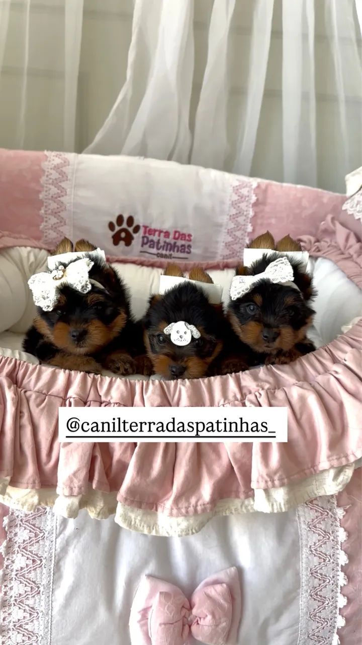 Filhotes de yorkshire  - Foto 4