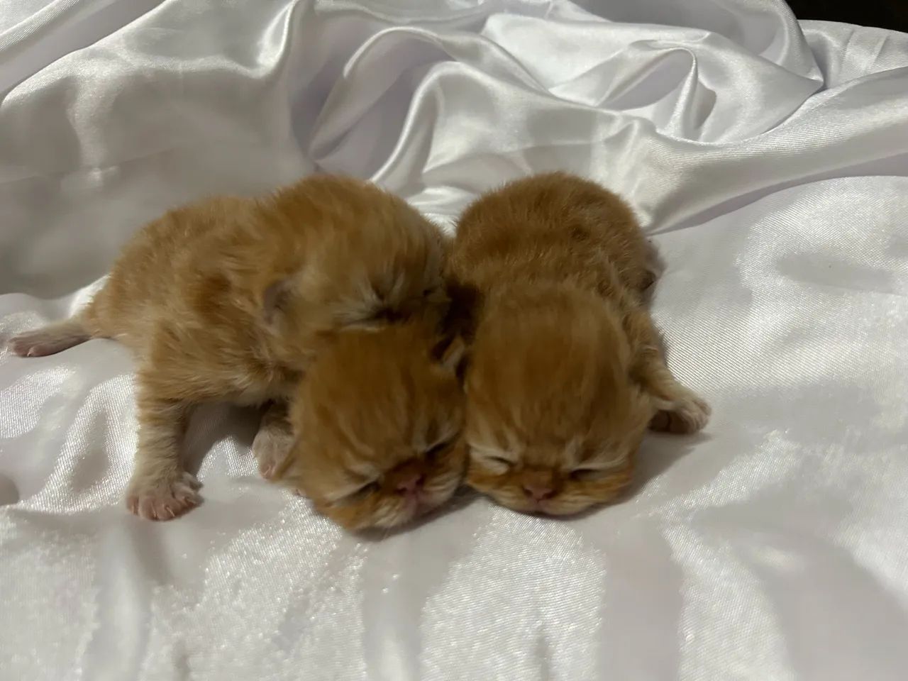 Gato persa - Foto 2