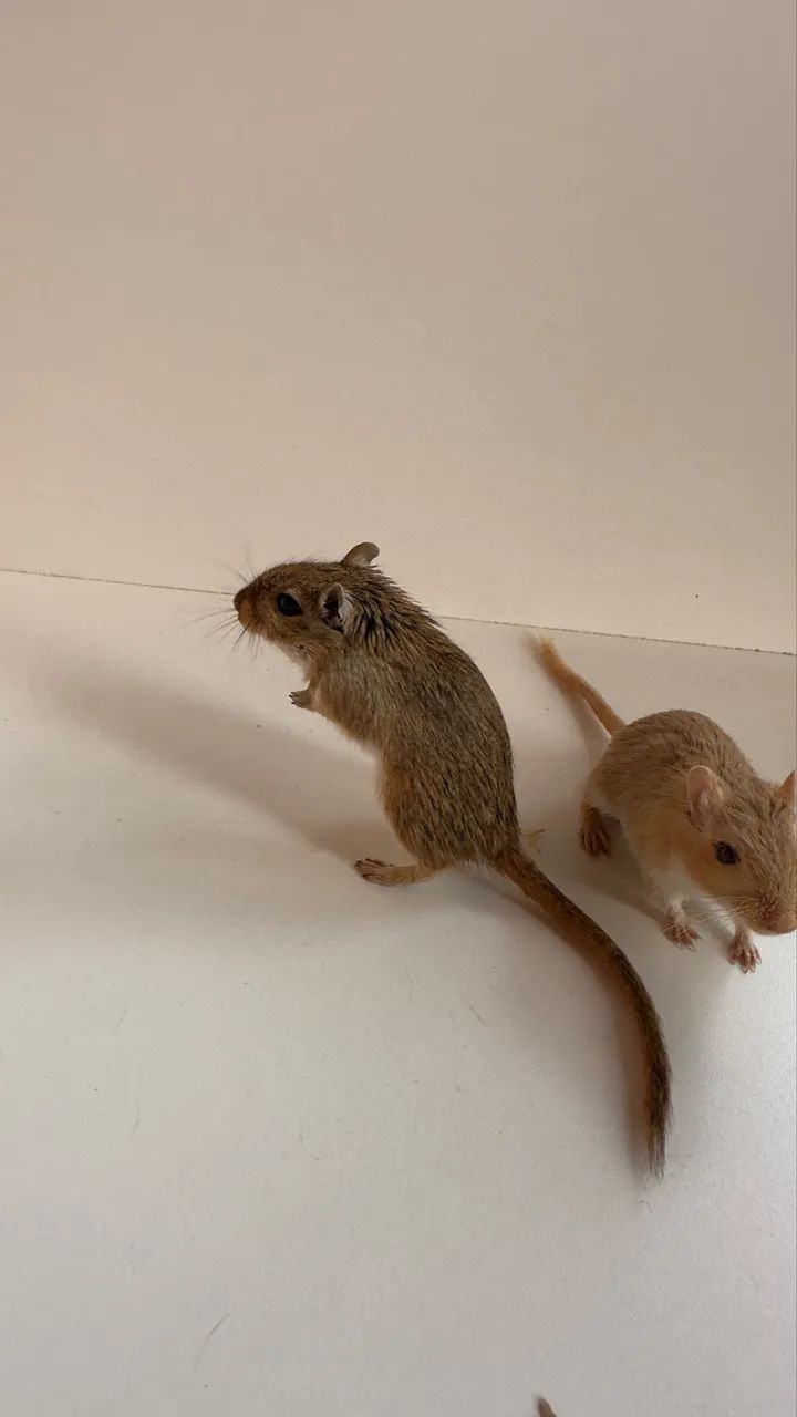 VENDO ESQUILO DA MONGÓLIA, MACHO PÉROLA ALBINO E FÊMEA AGOUTI MARROM R$ 150,00 DOIS