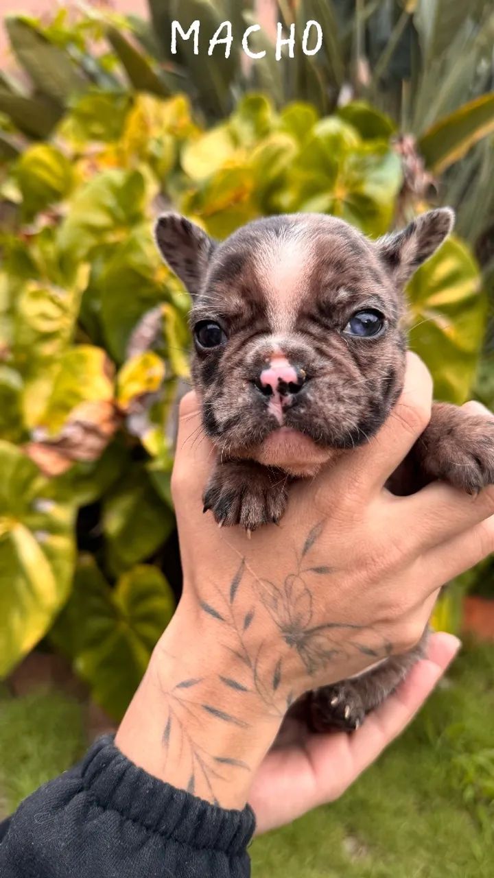 Filhotes Bulldog Francês machos  - Foto 2